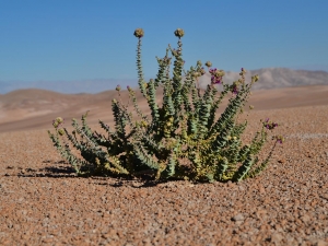 atacama-2017-89