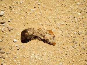 in-situ-photos-of-desert-meteorites-17