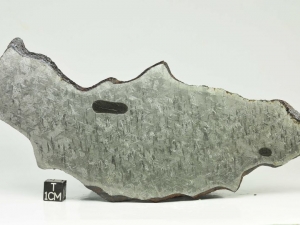 NWA-859-Taza-plessitic-octahedrite-148g-full-slice-showing-two-troilite-nodules