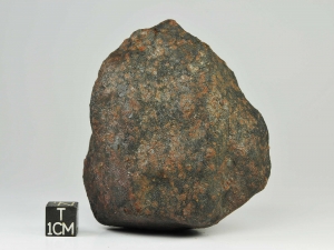 sau-001-l4-5-350g-complete-specimen