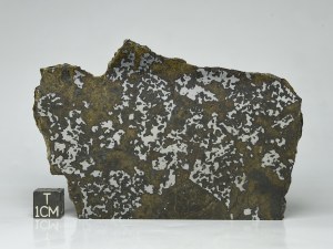 El-Eglab-Meso-81g-